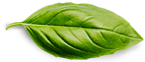 Pisando Cerros Basil Leaf